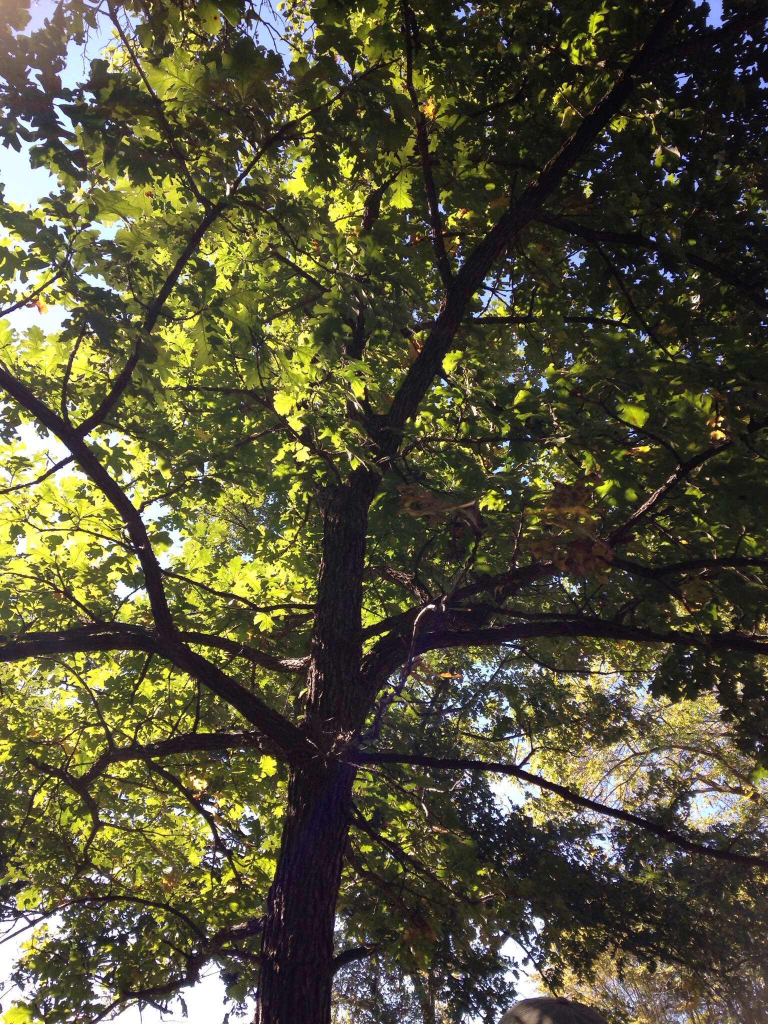 Image of Bur Oak