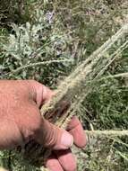 Pappophorum bicolor E. Fourn. resmi