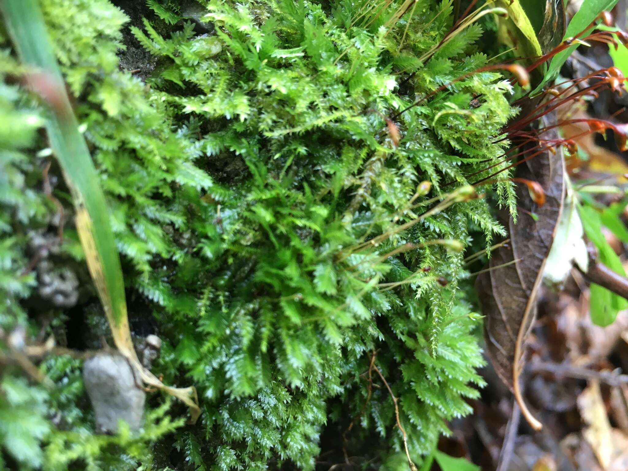 Image of fissidens moss