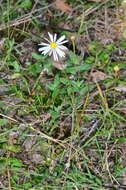 Image of Brachyscome paludicola P. S. Short