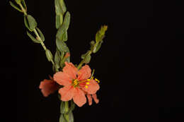 صورة Ammannia rigidula (Sond.) S. A. Graham & Gandhi