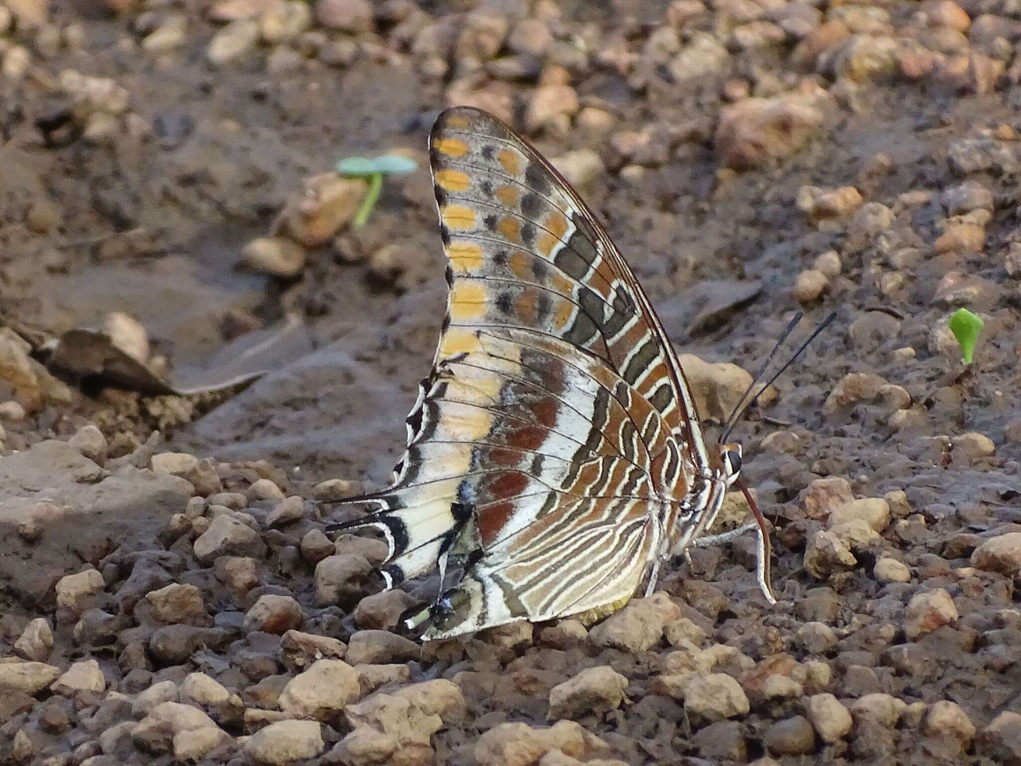 Imagem de Charaxes epijasius Reiche 1849