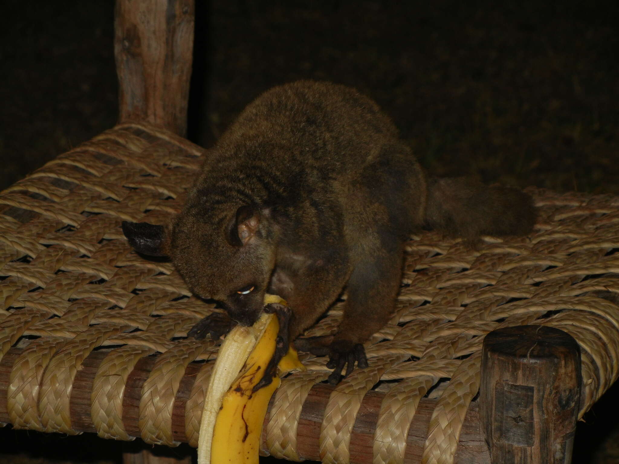 Image of Garnett's Greater Galago