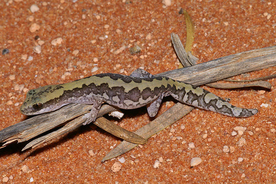 Image of Ornate Stone Gecko