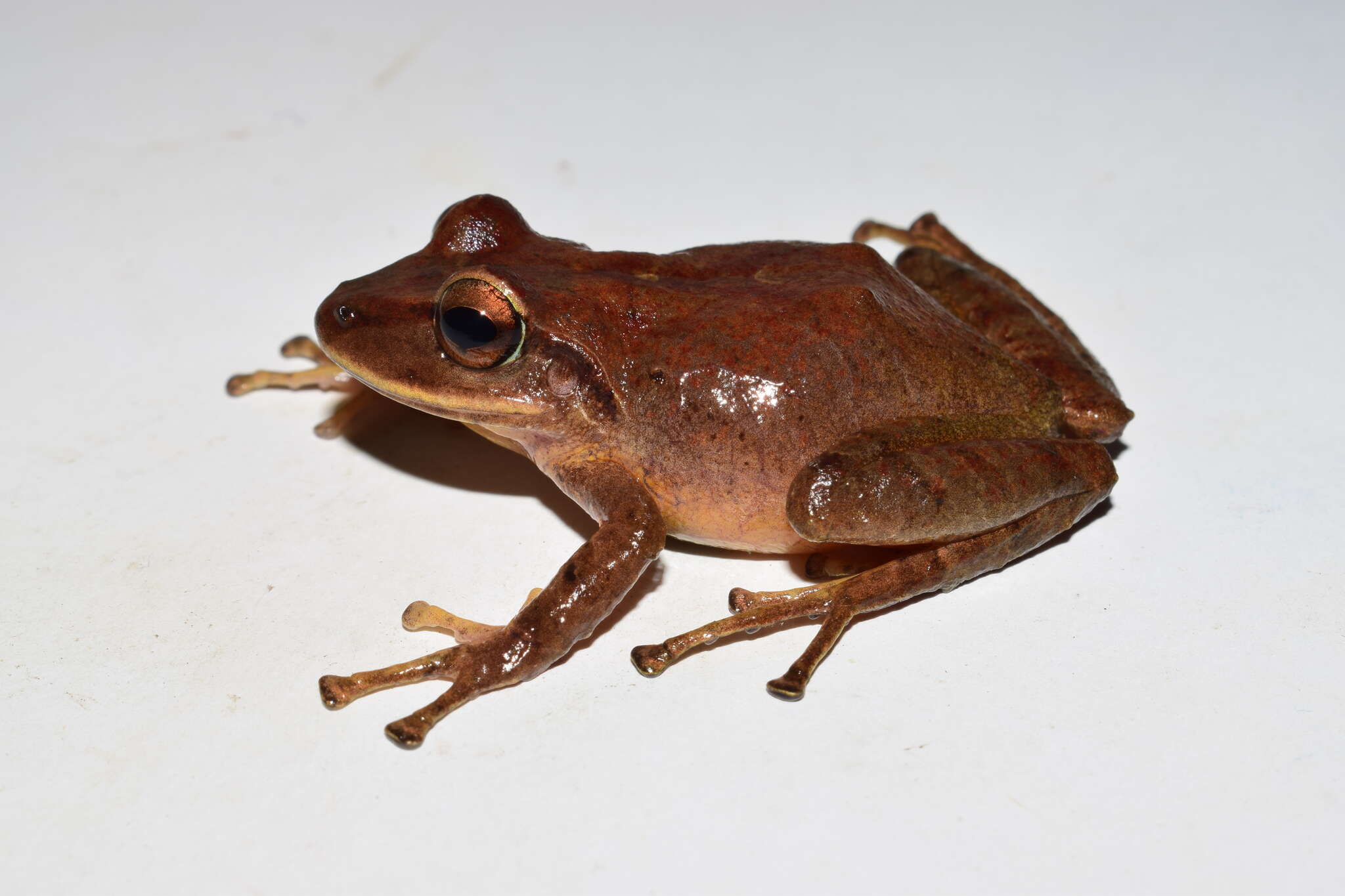 Image of Pristimantis permixtus (Lynch, Ruiz-Carranza & Ardila-Robayo 1994)