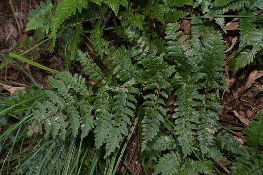 Imagem de Dryopteris kinkiensis Koidz.