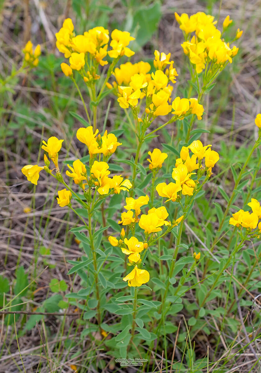 Image of golden flax