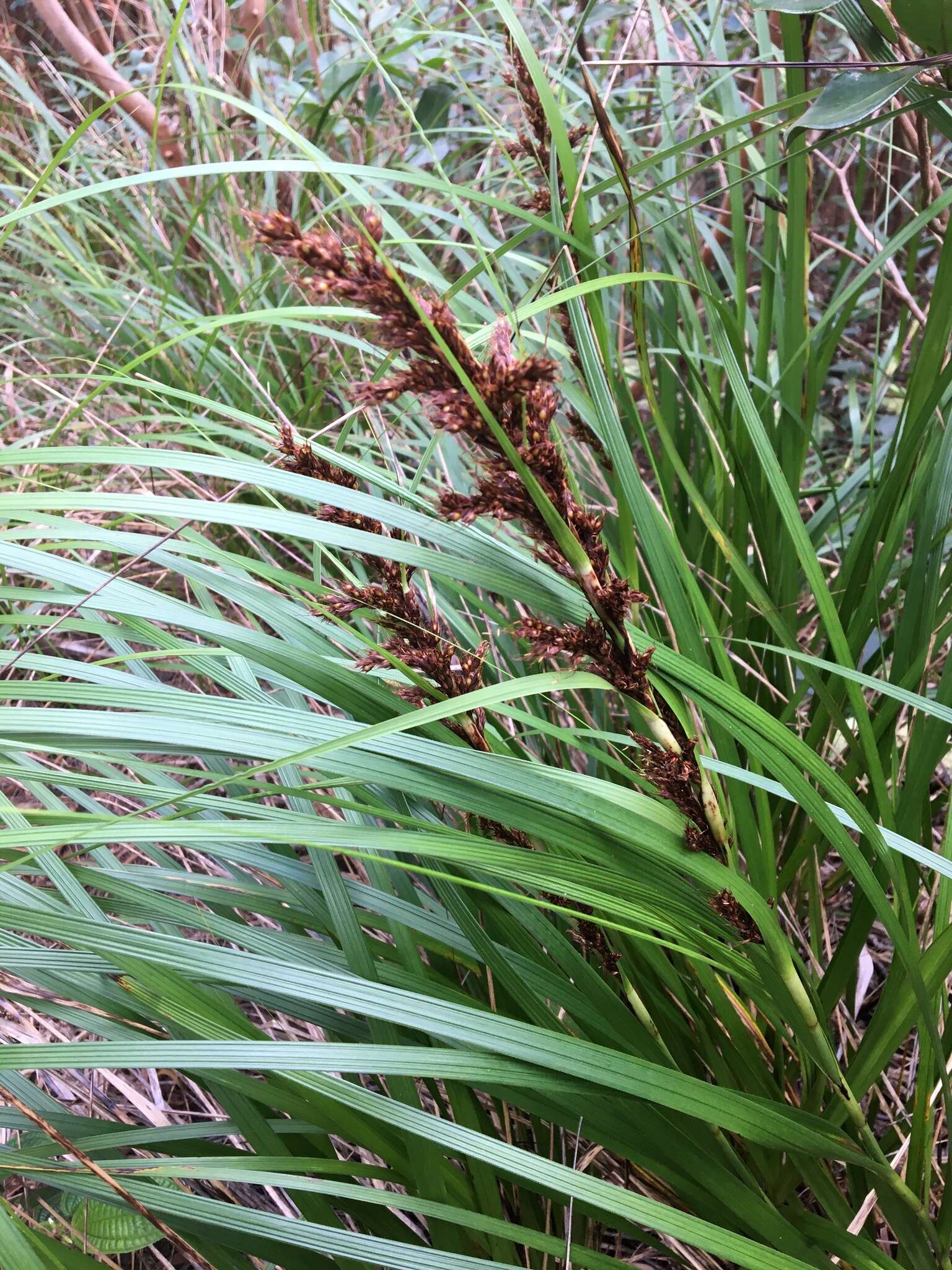 Image of forest sawsedge