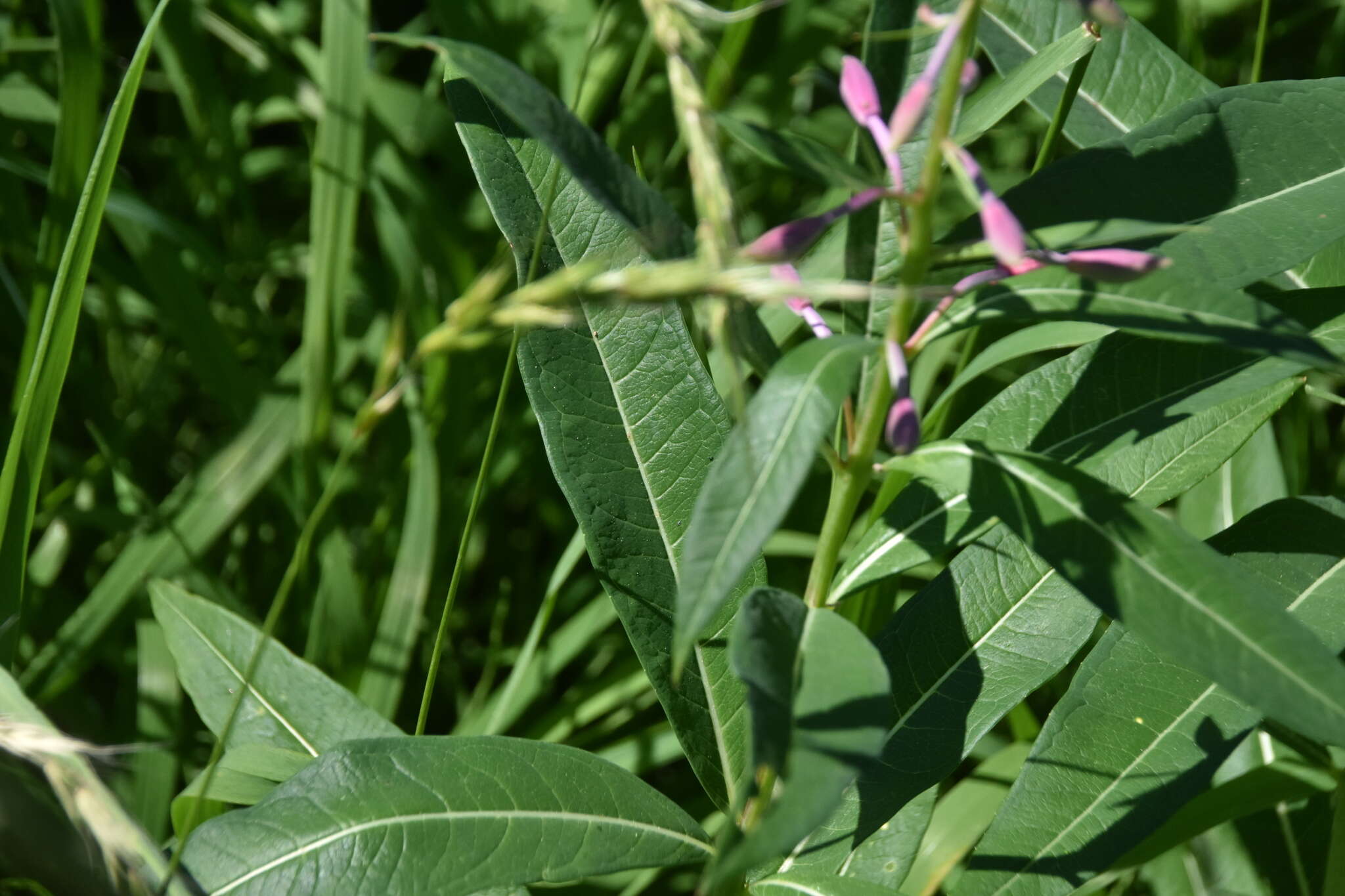 Image of <i>Chamaenerion <i>angustifolium</i></i> subsp. angustifolium