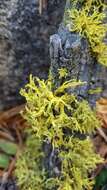 Image of Brown-eyed wolf lichen