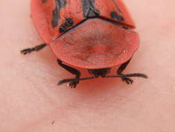 Image of Fleabane tortoise beetle