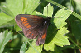 Image of Eriphyle Ringlet