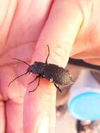 Image of Carabus (Oreocarabus) hortensis Linnaeus 1758