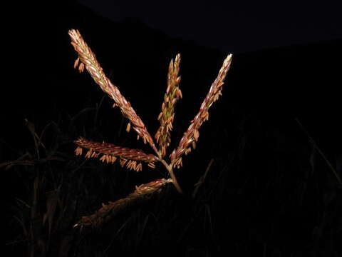 Image of diploperennial teosinte