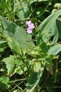 Image of alpine willowherb