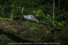 Image of Big-eared Opossum