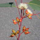 Image of Eucalyptus longirostrata (Blakely) L. A. S. Johnson & K. D. Hill