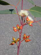 Image of Eucalyptus longirostrata (Blakely) L. A. S. Johnson & K. D. Hill