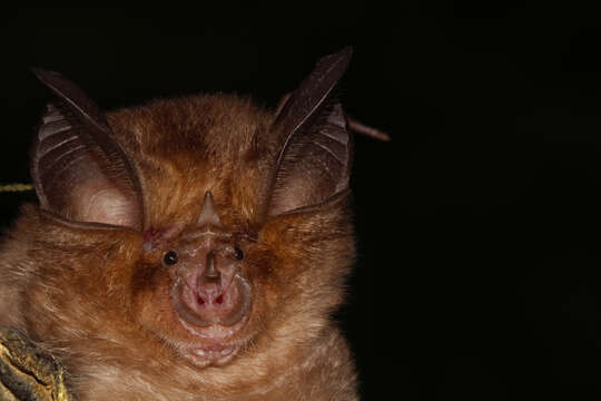 Image of Mediterranean Horseshoe Bat