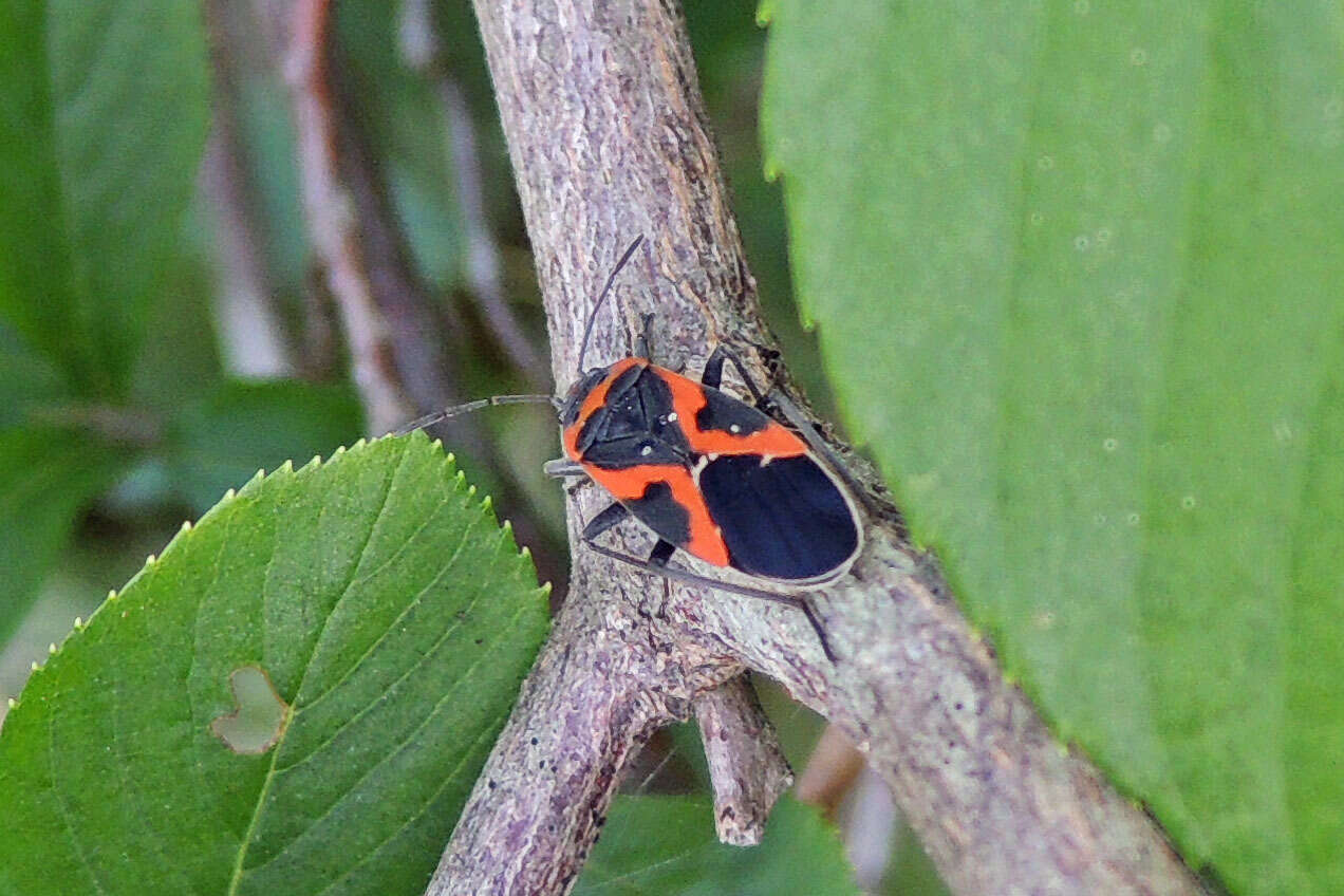 Lygaeus kalmii angustomarginatus Parshley & H. M. 1919 resmi