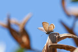 Image of Leptotes trigemmatus (Butler 1881)