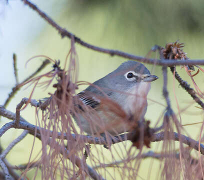 Image of Plumbeous Vireo