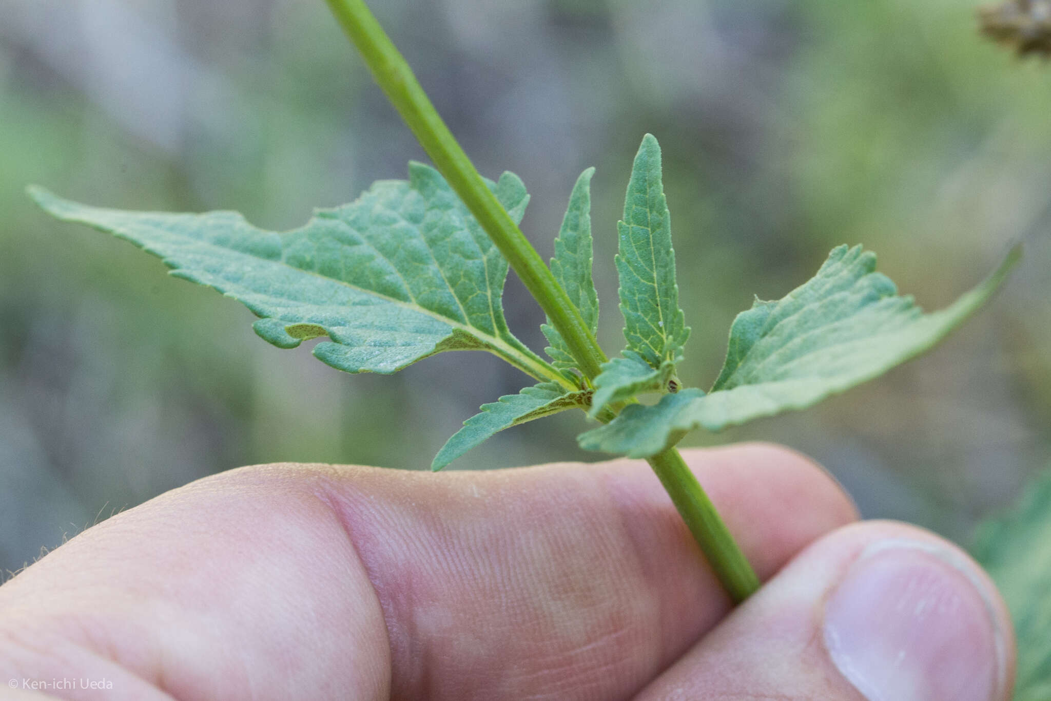 Image of desert indigo sage