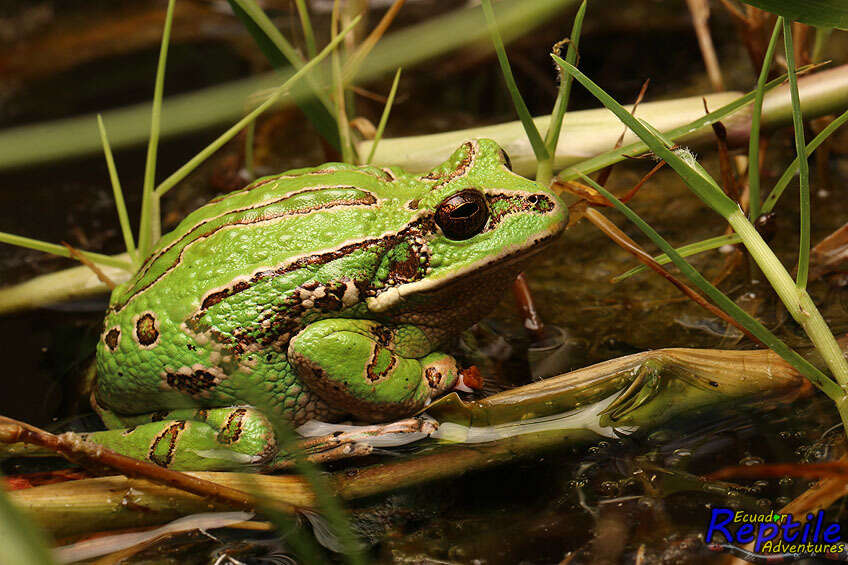 Image de Gastrotheca pseustes Duellman & Hillis 1987