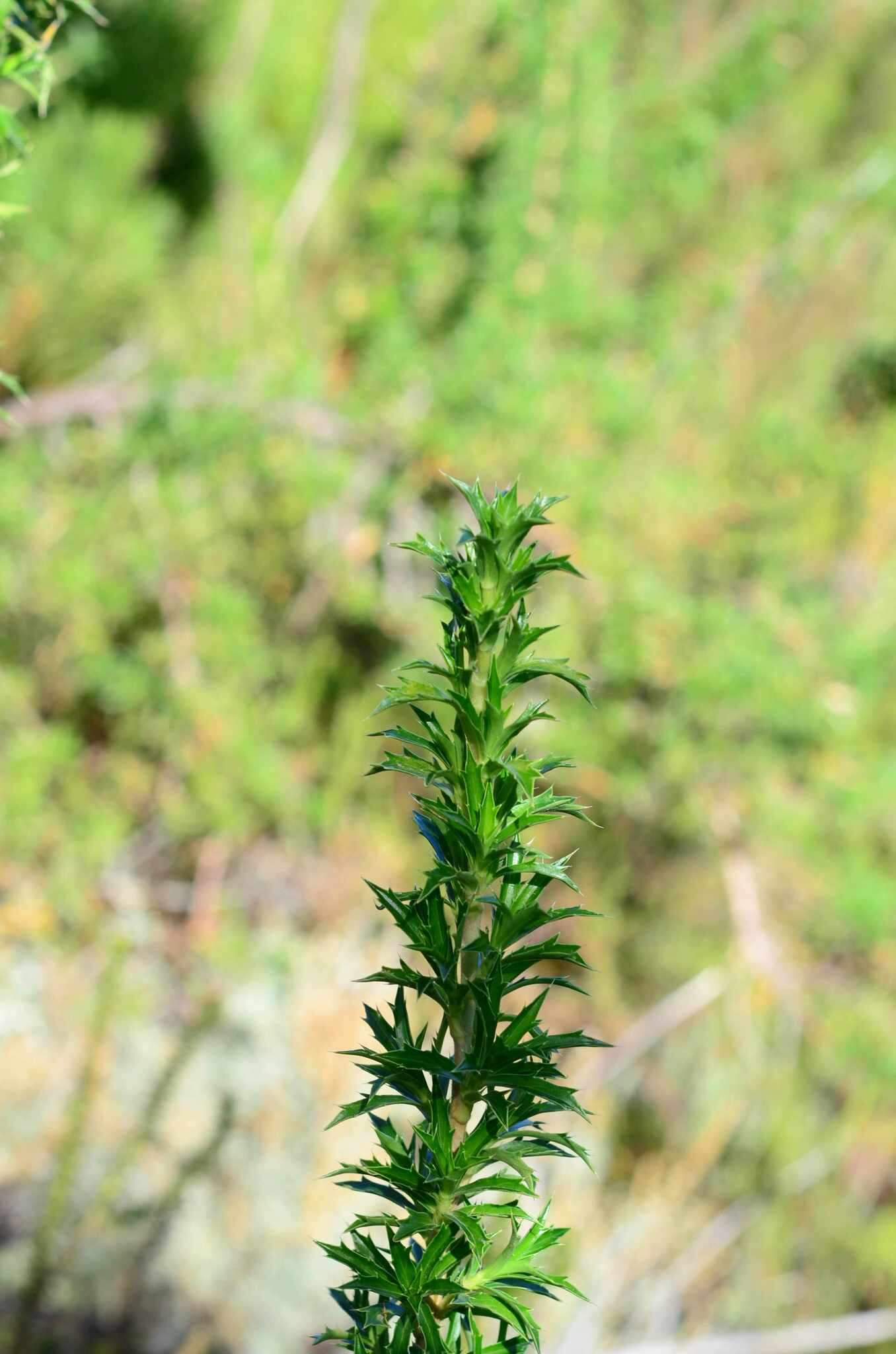 Image of Cliffortia phillipsii Weim.