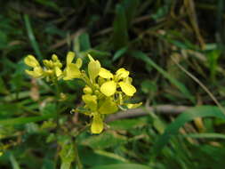 Image of Sinapis alba subsp. mairei (H. Lindb.) Maire