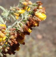 Image of Hermannia holosericea Jacq.