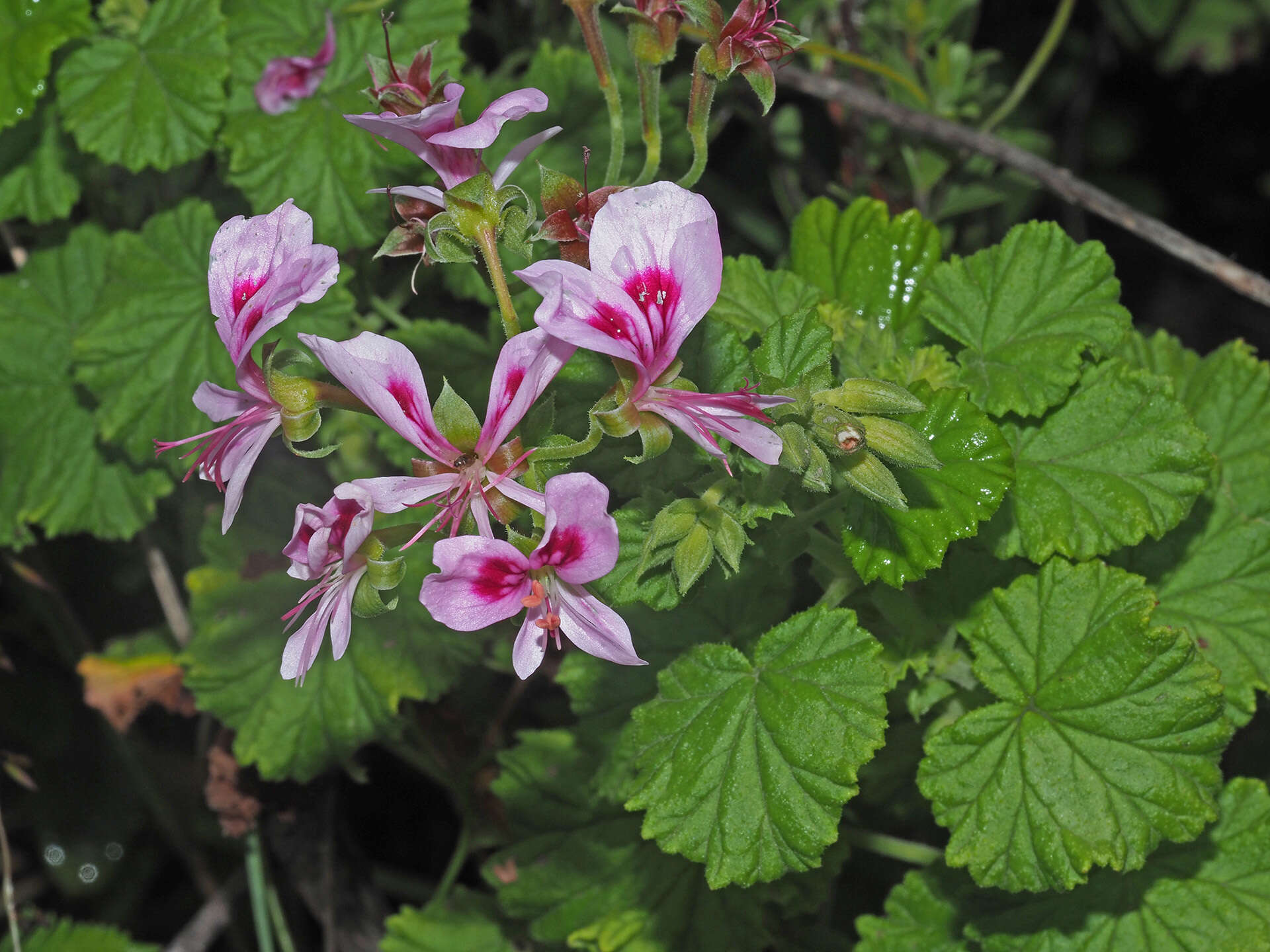 Image of Pelargonium greytonense J. J. A. Van der Walt