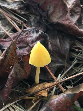 Слика од Entoloma murrayi (Berk. & M. A. Curtis) Sacc. 1899