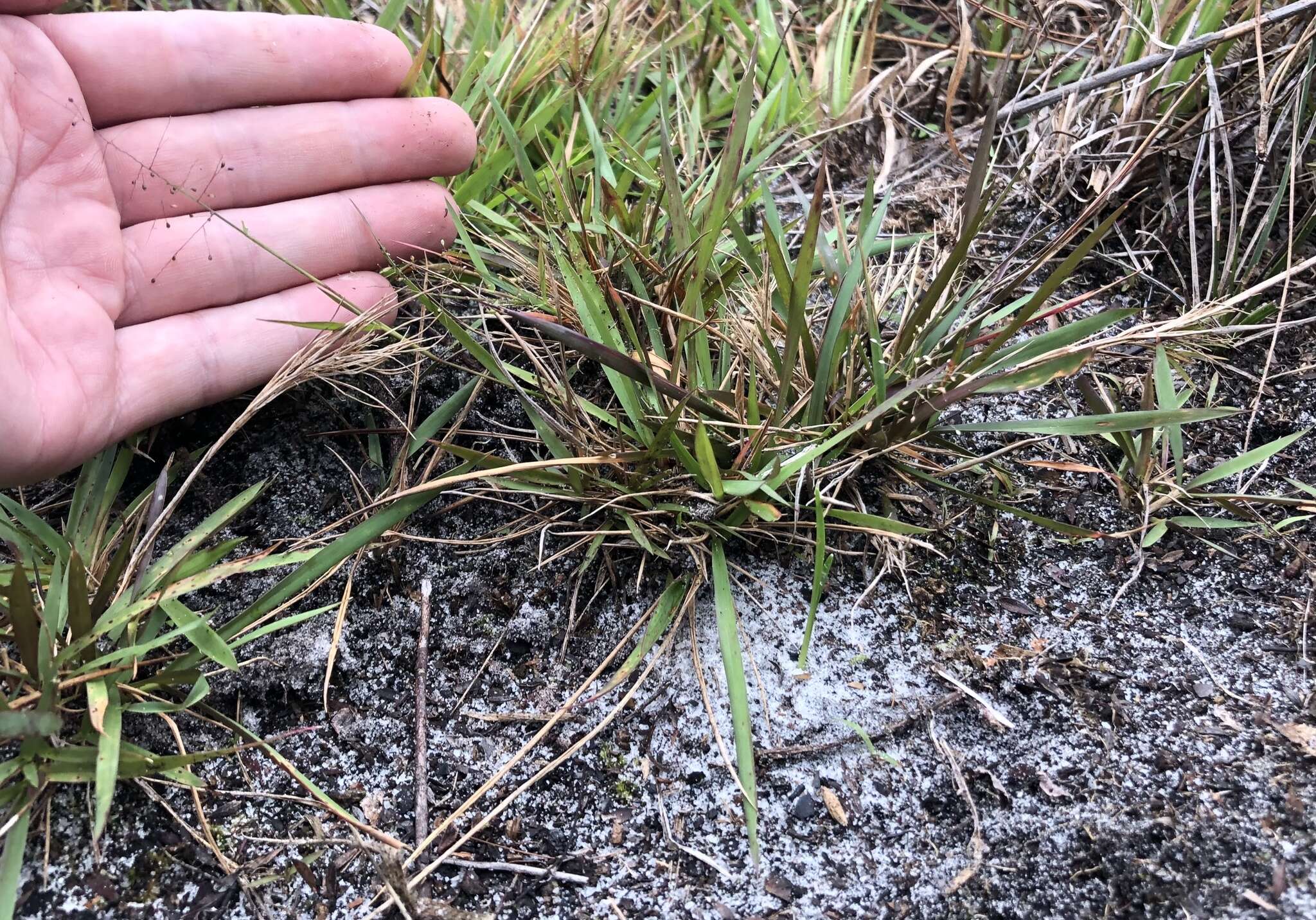 Panicum ensifolium var. ensifolium resmi