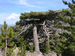 Imagem de Pinus nigra subsp. laricio (Poir.) Maire