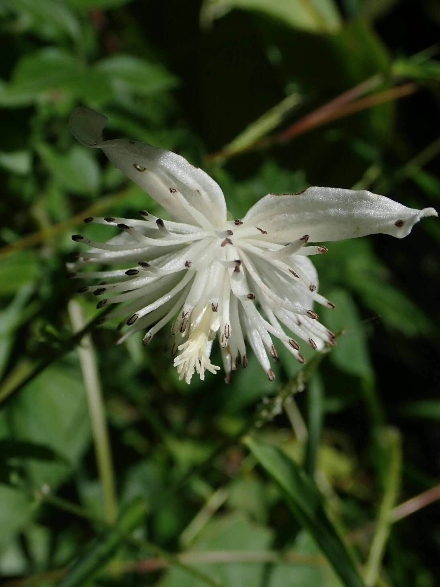 Image of Clematis parviloba Gardn. & Champ.