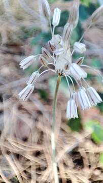 Image of Mediterranean onion