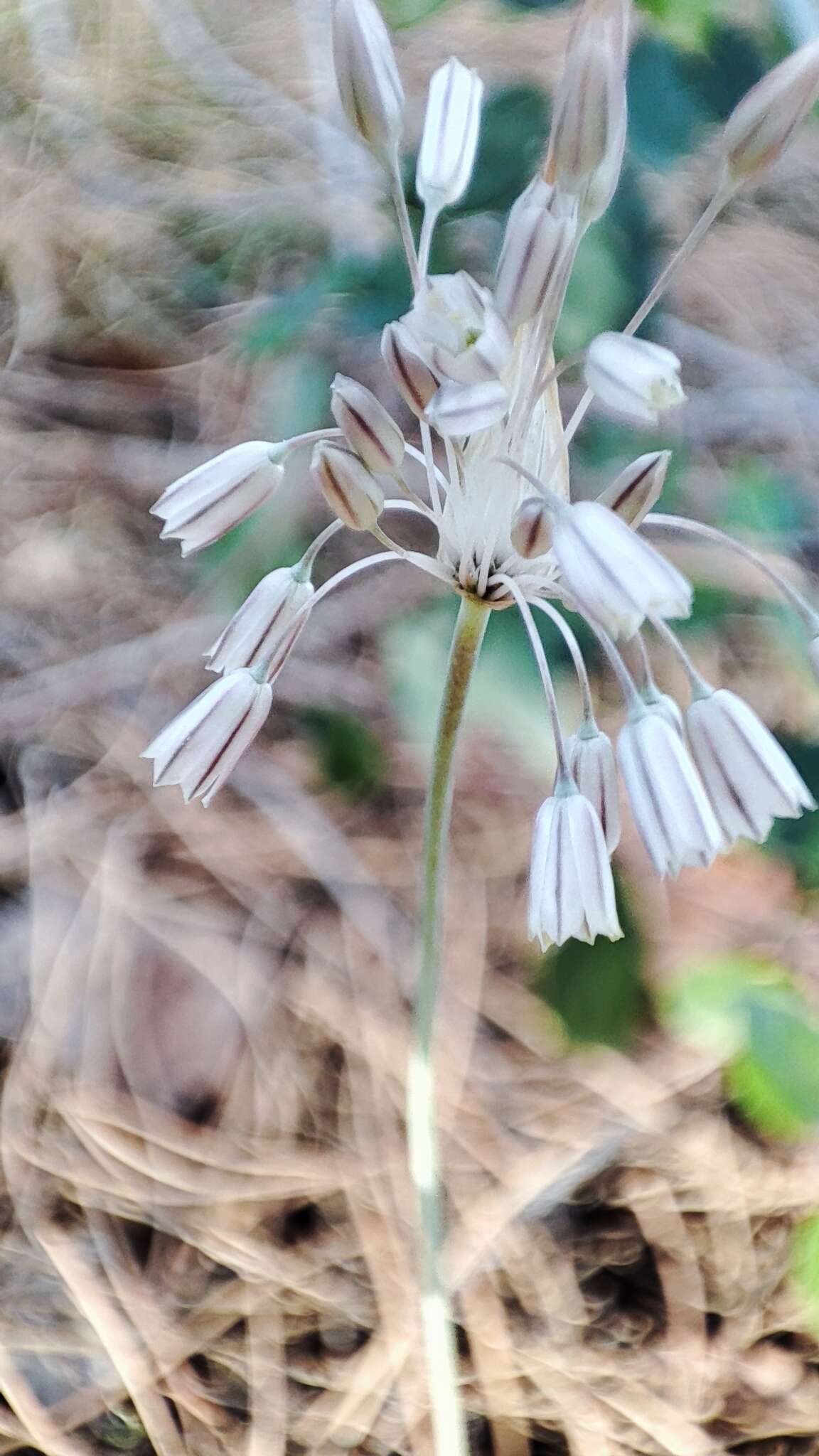 Imagem de Allium paniculatum L.