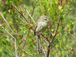 Image of Karoo Prinia