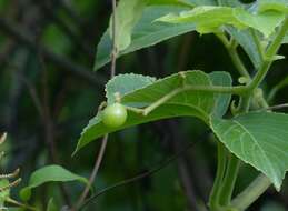 Cayratia auriculata (Roxb.) Gamble resmi