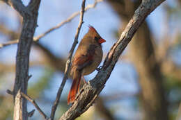 Imagem de Cardinalis Bonaparte 1838