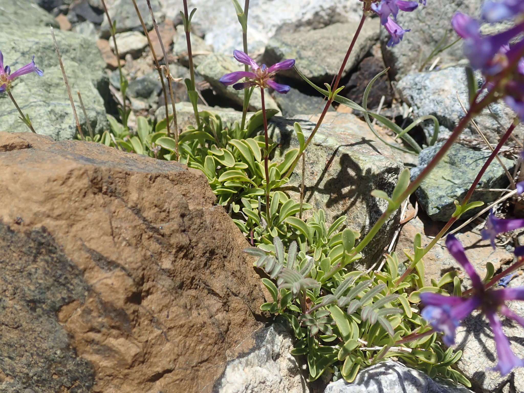 Image of pincushion beardtongue