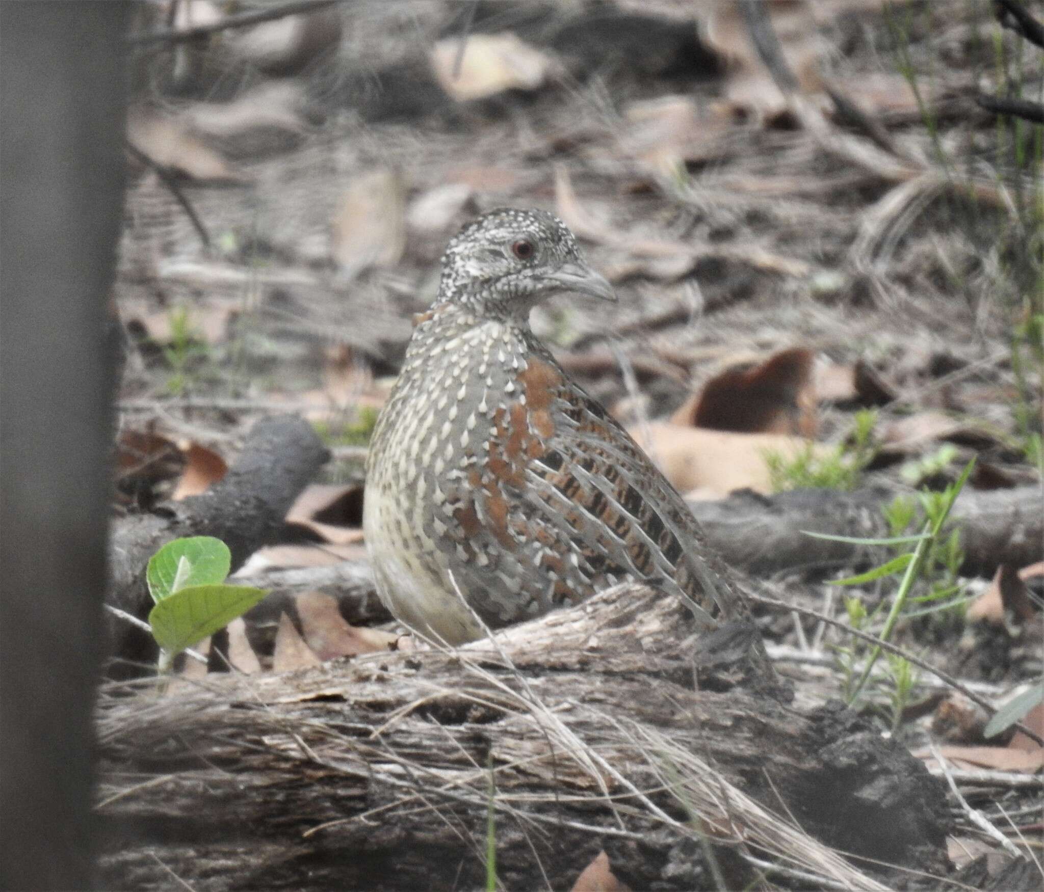 Image of Painted Buttonquail