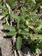 Plancia ëd Penstemon washingtonensis D. D. Keck