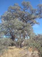 Image of Alvord oak