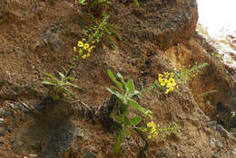 Image of Verbascum arcturus L.