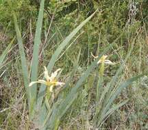 Image of Iris halophila Pall.