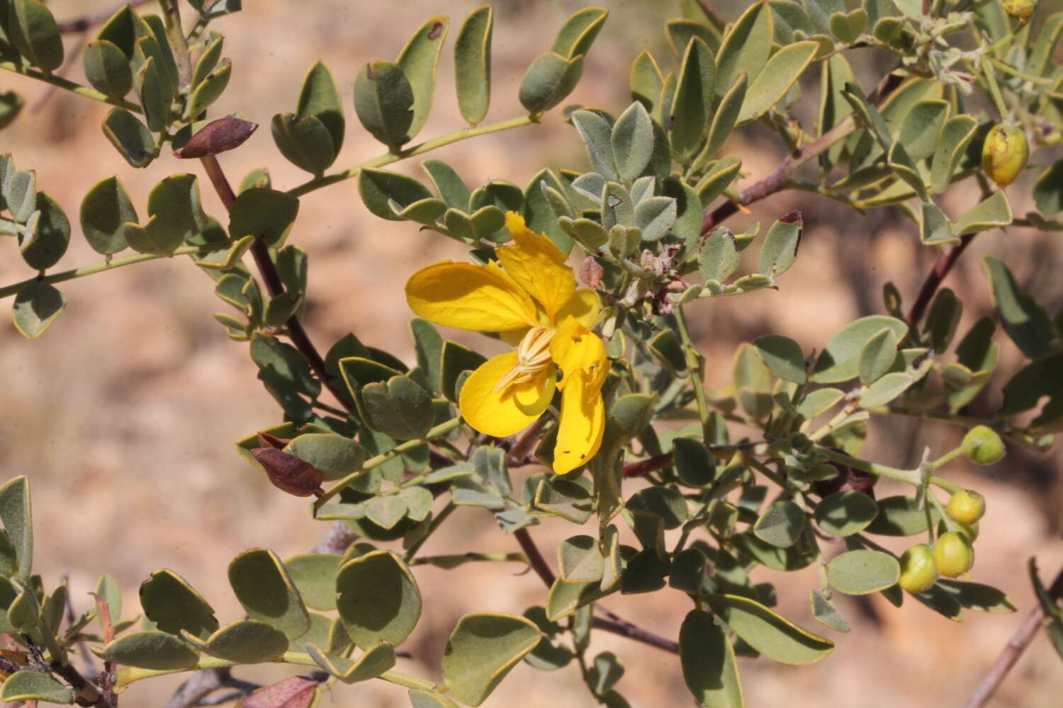 Image of <i>Senna artemisioides</i> subsp. <i>oligophylla</i>