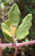 Image of Rhoicissus tridentata subsp. tridentata