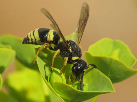 Euodynerus bidentiformis (Giordani Soika 1942)的圖片